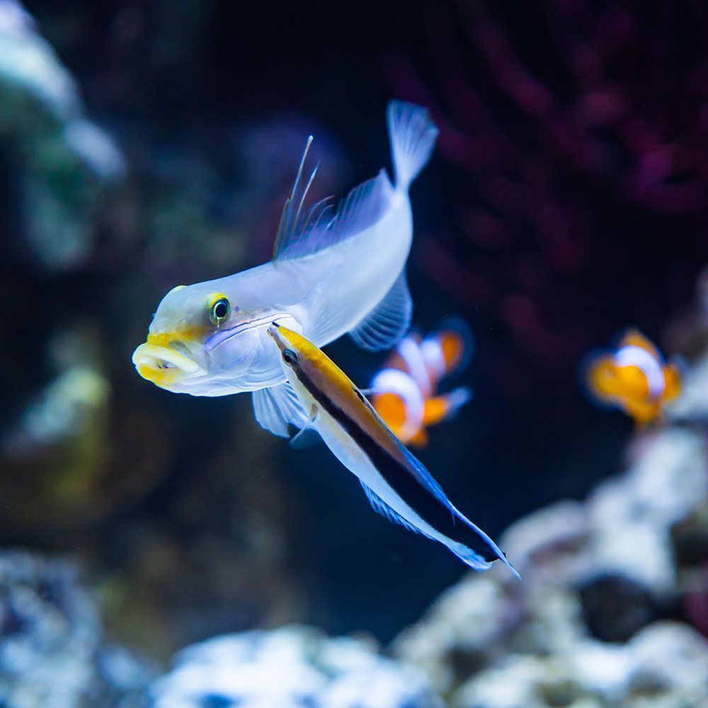 Cleaner wrasse cleaning golden goby