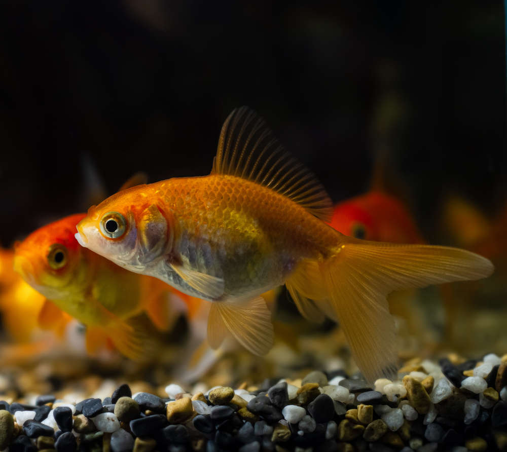 Goldfish juveniles