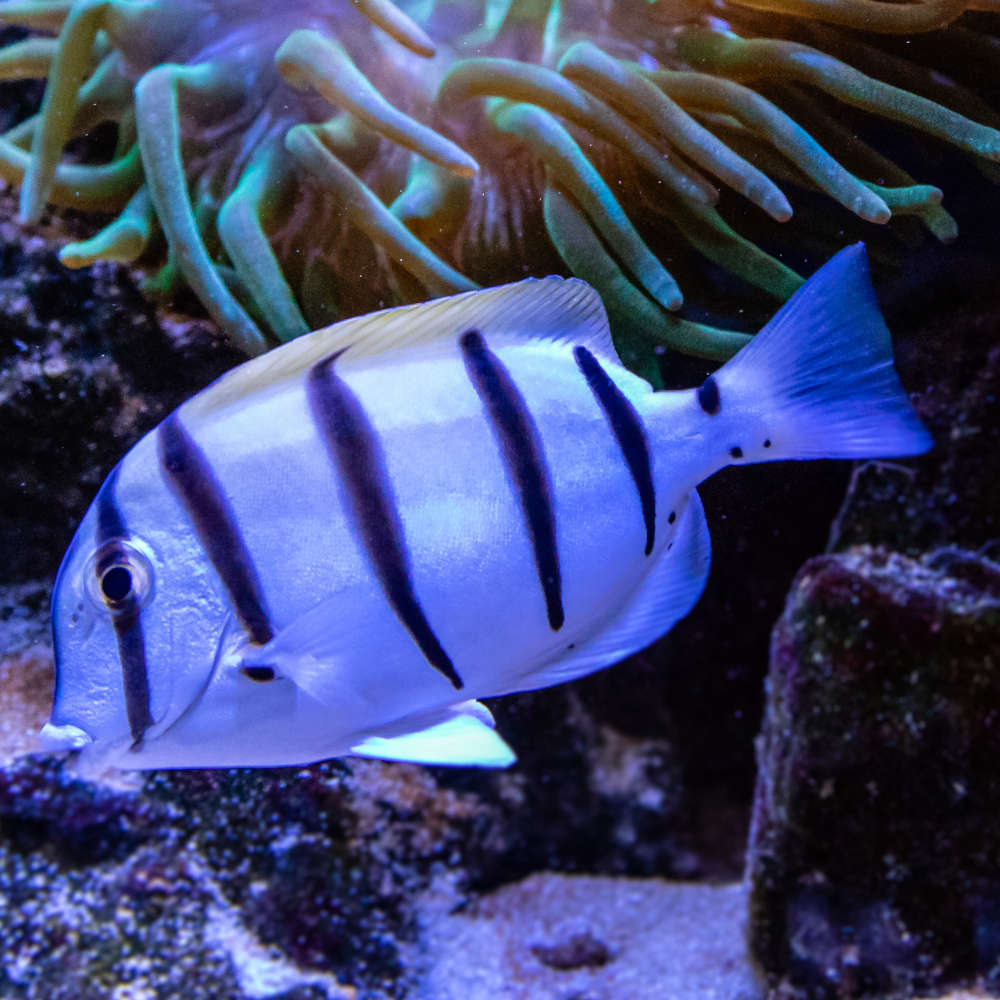 Convict tang