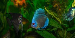 Coolest freshwater aquarium fish