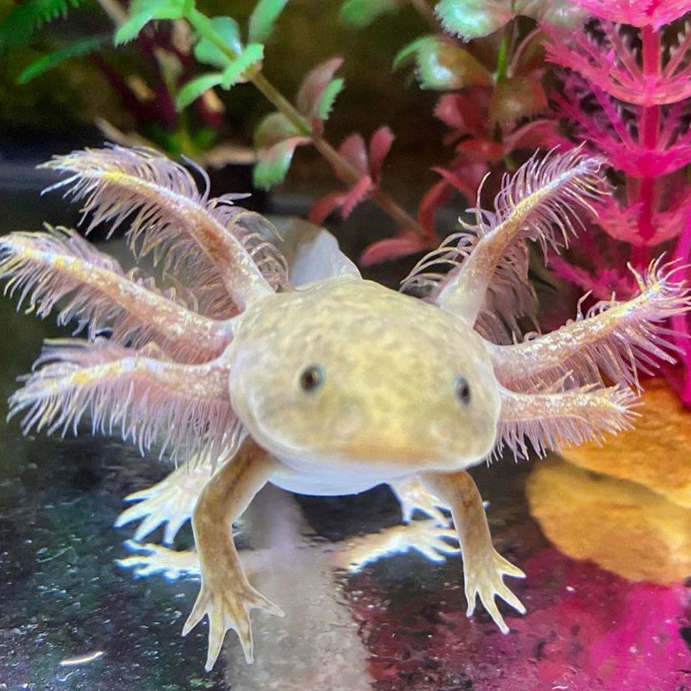 Copper Axolotl in a fish tank
