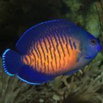 Coral beauty angelfish closeup