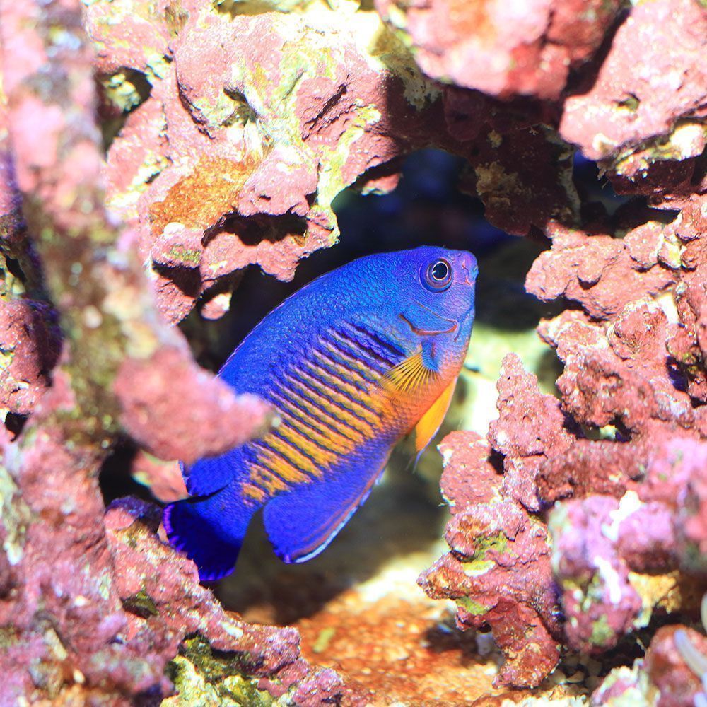 Coral beauty angelfish hiding in reef