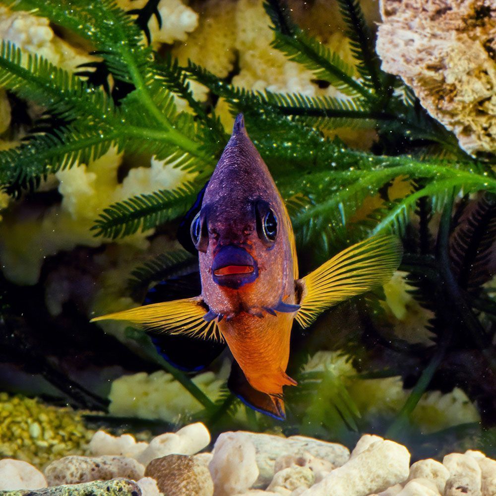 Coral beauty angelfish swimming towards camera