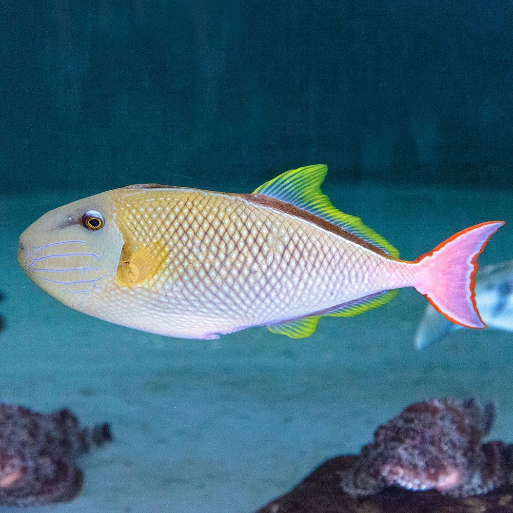 Crosshatch triggerfish