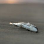 A dead fish