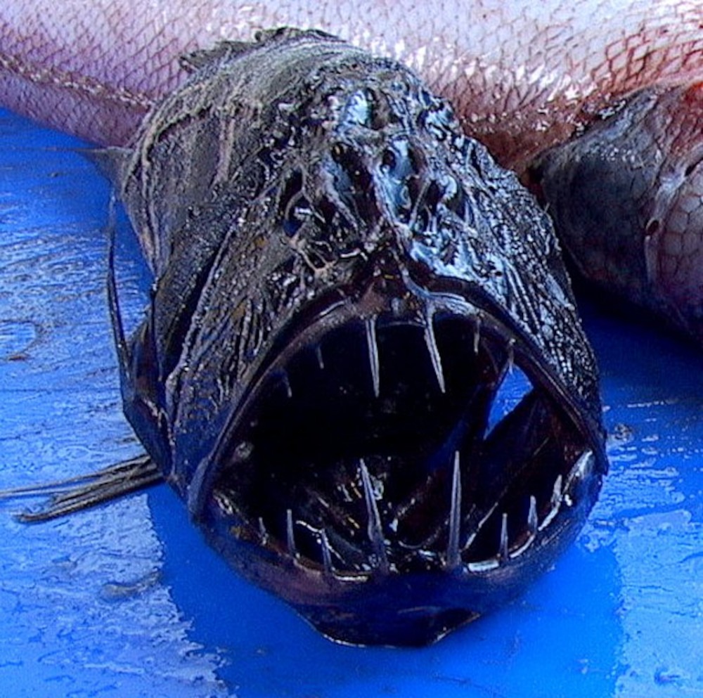 Deep sea fangtooth