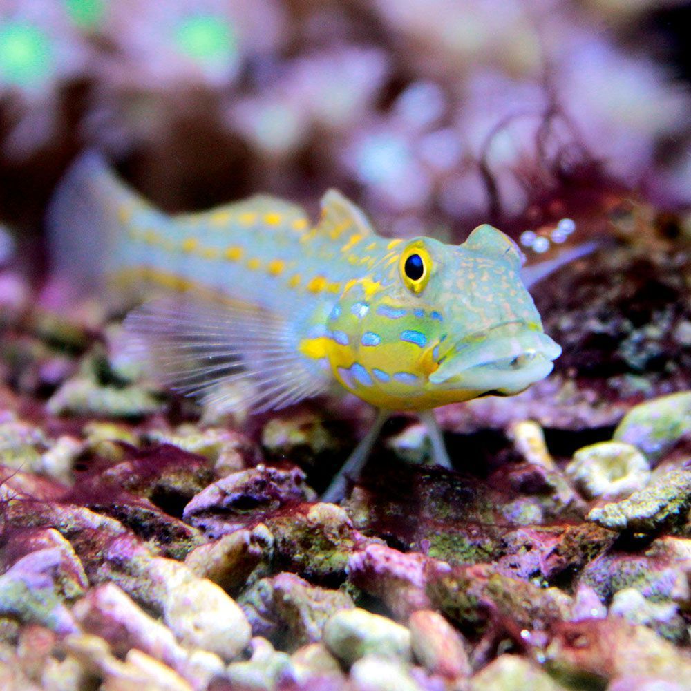 Diamond watchman goby looking at camera