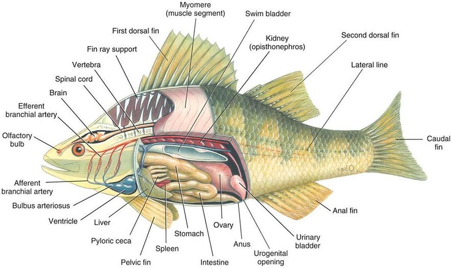 Do fish have brains? Anotomy of a fish