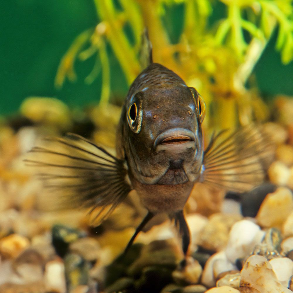 Duboisi cichlid front view