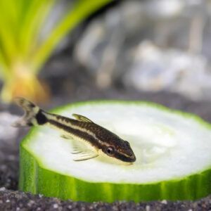 Dwarf suckermouth catfish eating cucumber