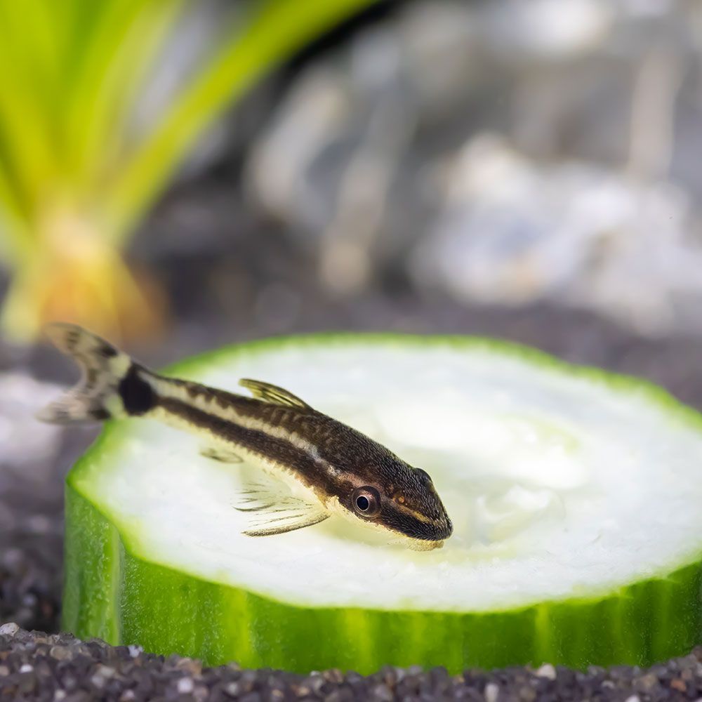 Dwarf catfish eating cucumber