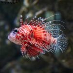 Dwarf lionfish closeup