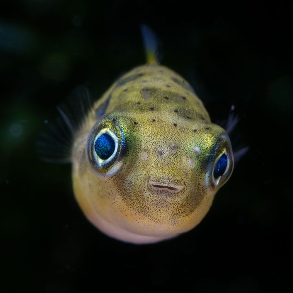 Dwarf pufferfish looking at you