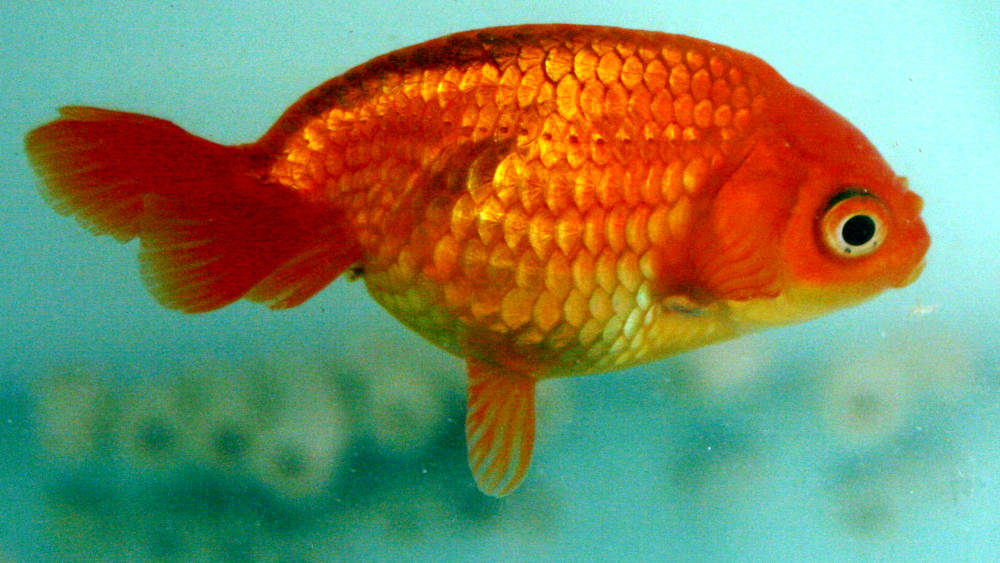 Maruko goldfish