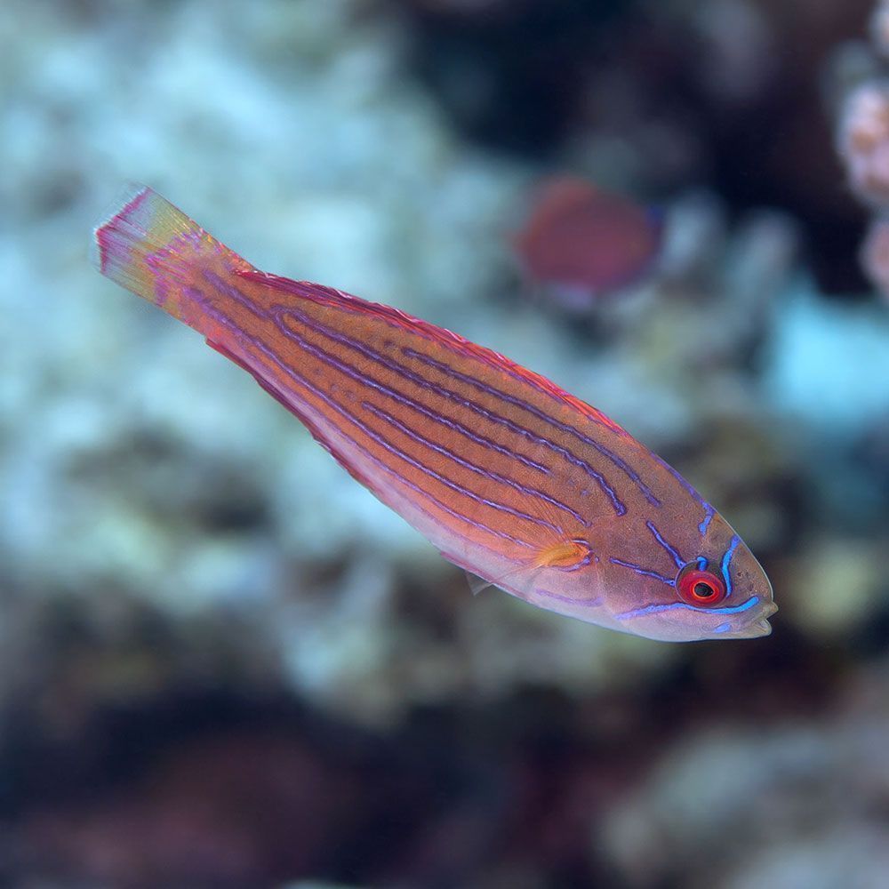 Eight lined wrasse