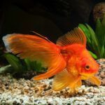 Fantail goldfish closeup