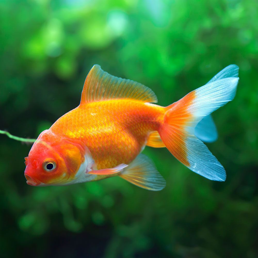 Fantail goldfish in aquarium