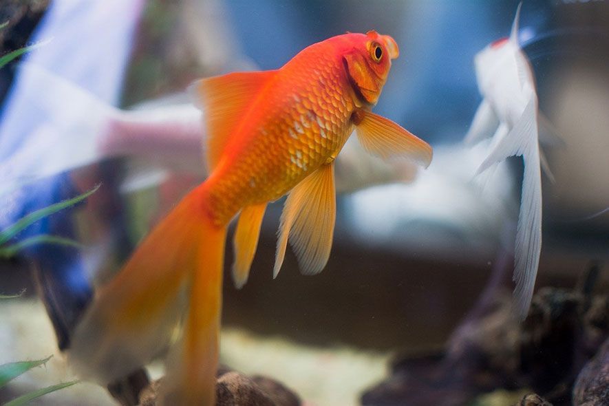 Fantail goldfish in aquarium