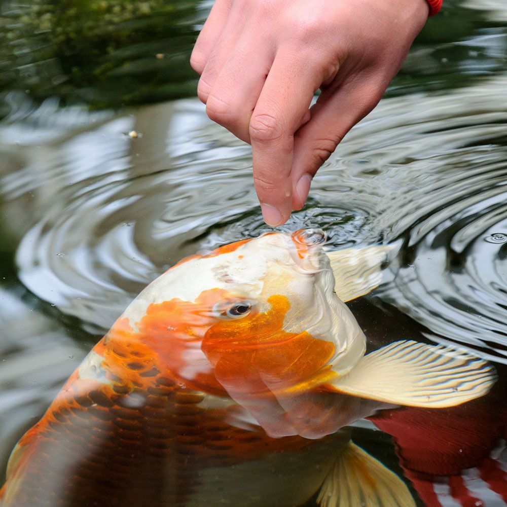 Feeding koi fish by hand
