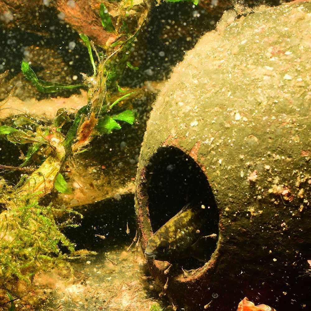 Female goldeneyed cichlid with fry in a coconut cave