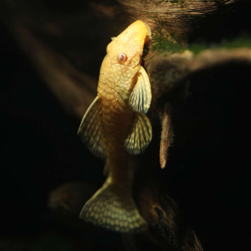 Female lemon bristlenose catfish