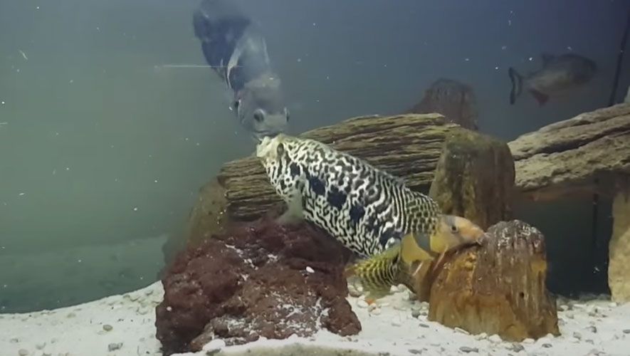 Jaguar and oscar fish fighting