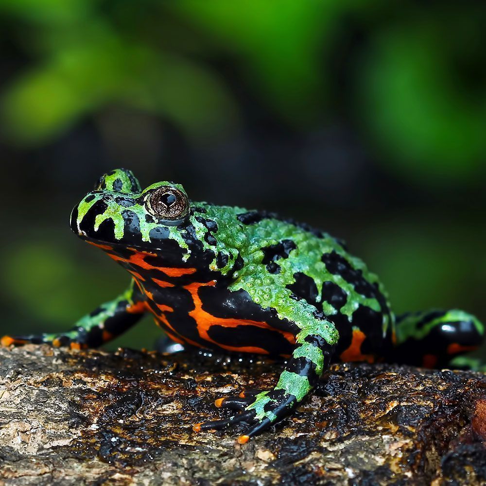 Fire bellied toad