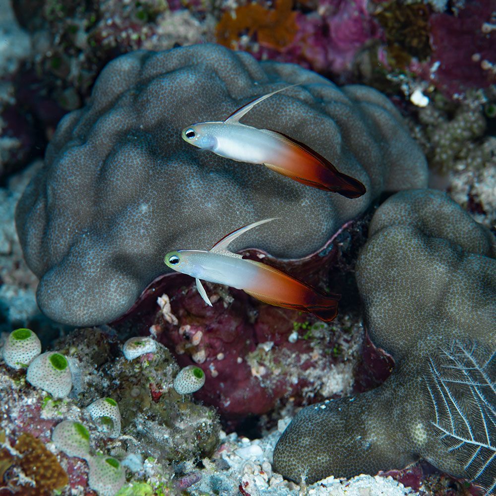 Fire goby pair