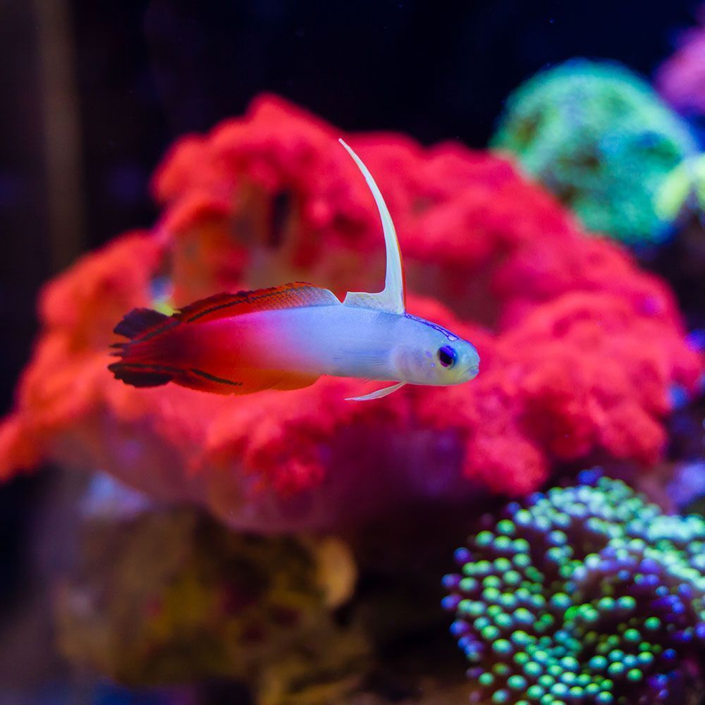 Firefish goby inside aquarium