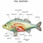 Fish anatomy illustration