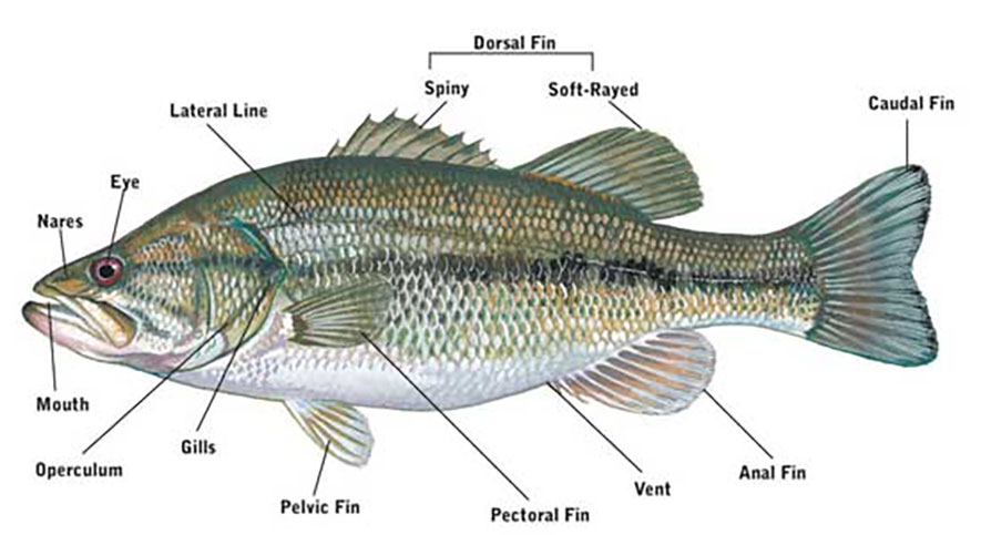 Fish anatomy
