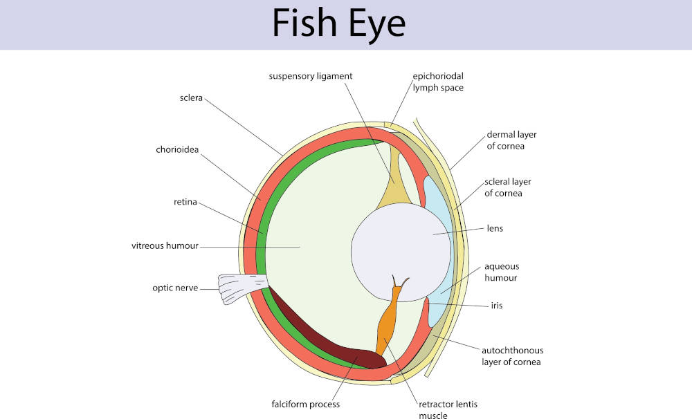 Anatomy of fish eye