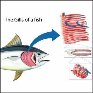Fish gills anatomy illustration