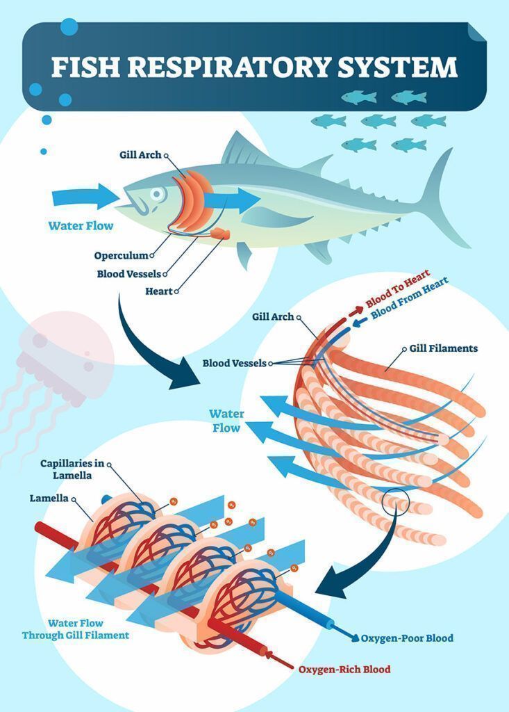 Fish respiratory system illustration