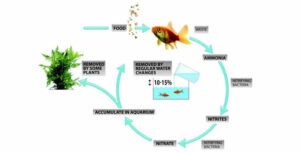 Fish tank cycle process diagram