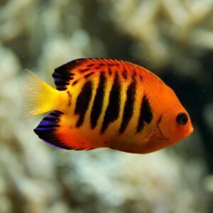 Flame angelfish closeup