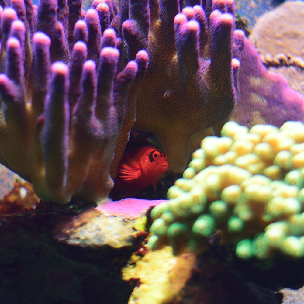 Flame hawkfish hiding in coral reef