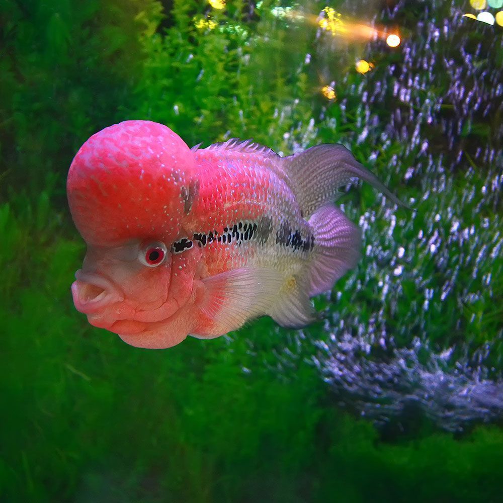 Flowerhorn cichlid in aquarium