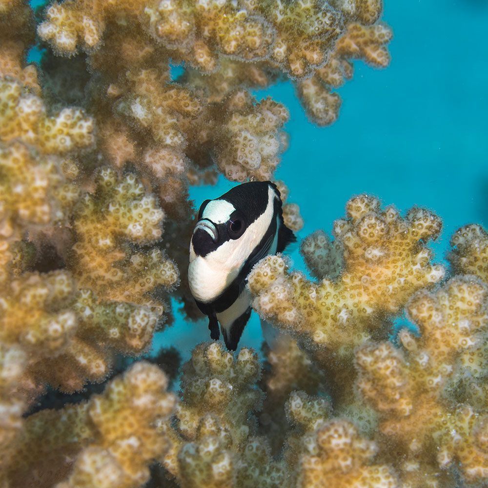 Four stripe damselfish hiding in reef looking at camera