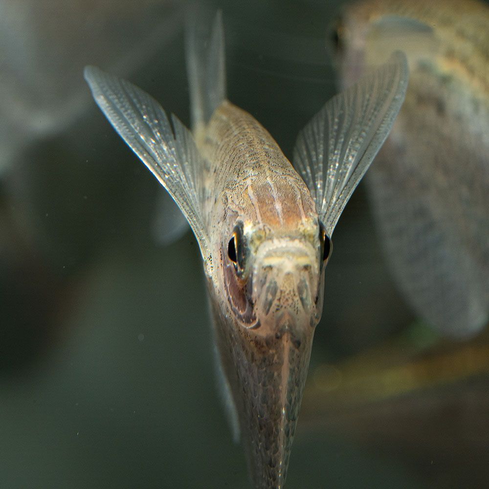 Freshwater hatchetfish front view
