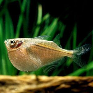 Gasteropelecidae (Freshwater hatchetfish) closeup