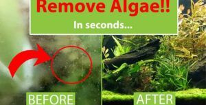 Get rid of algae