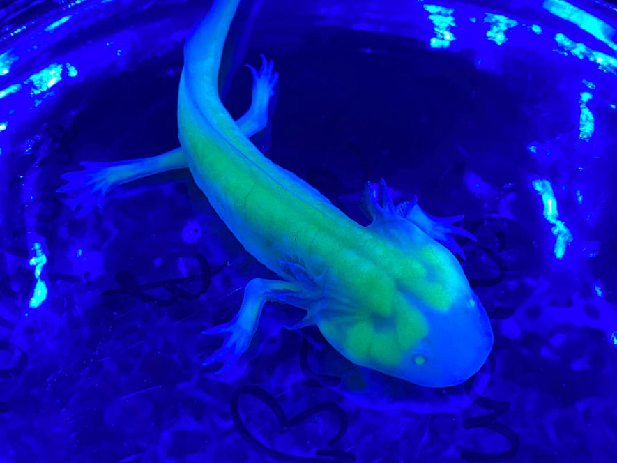 Glowing GFP Axolotl