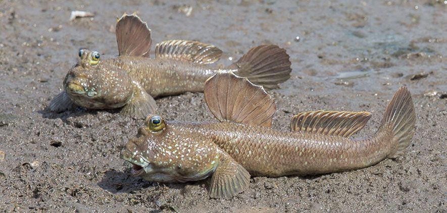Two giant mudskippers resting on land