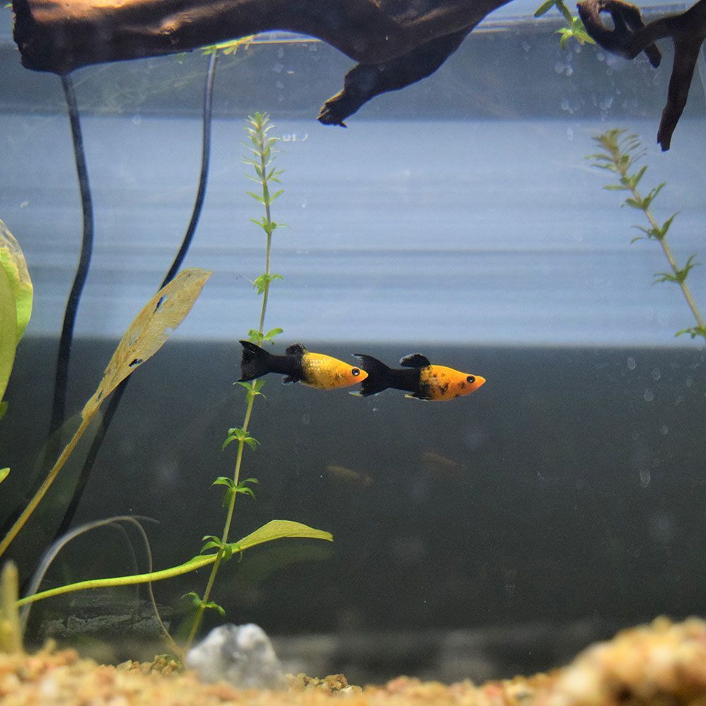 Golden black molly fish pair
