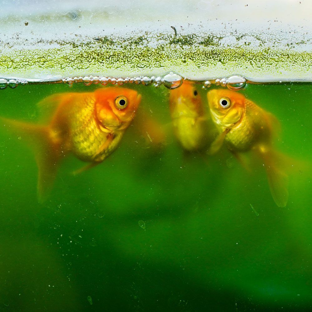 3 goldfish in dirty aquarium