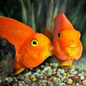 A goldfish kissing another goldfish