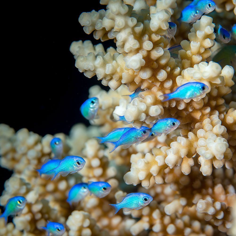 Group of green chromis hiding in coral