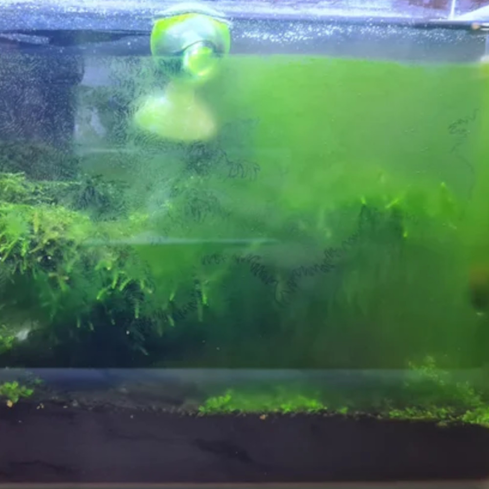 Green dust algae